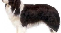 border collie ozellikleri